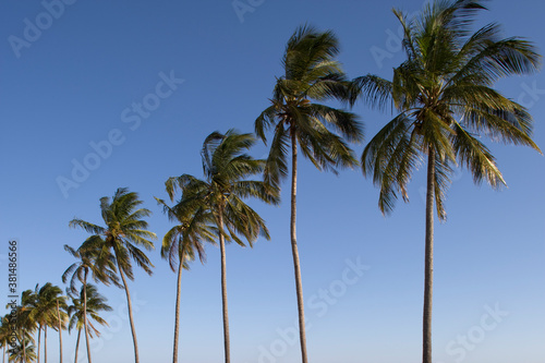 Palm Trees, Maputo, Mozambique