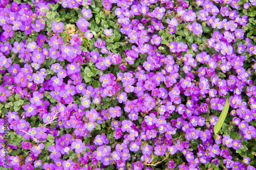 Small blue flowers in garden. Background from small blue flowers.