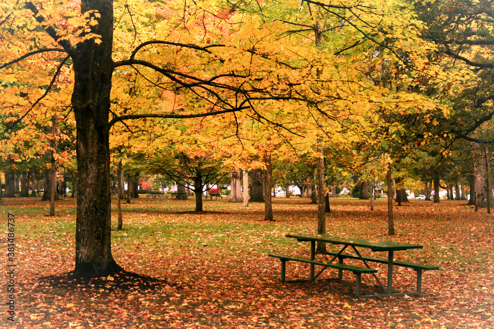 Picnic under yellow fall tree in a park during autumn.