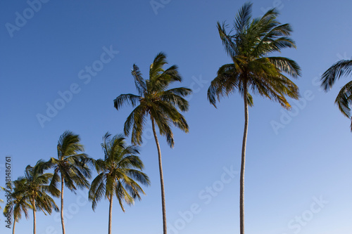 Palm Trees, Maputo, Mozambique © Paul