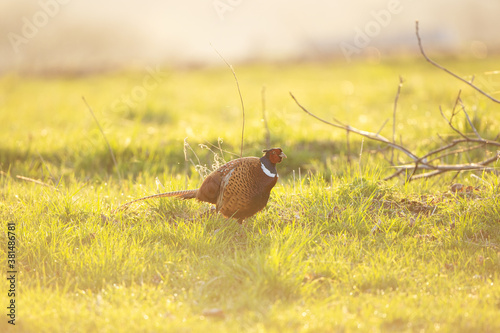 Common pheasant walk on the meadow. Pheasant during the spring season. European wildlife nature. 