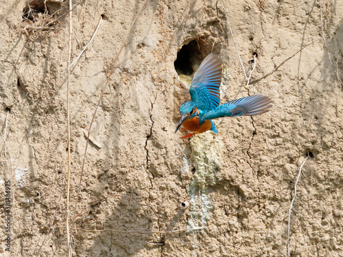 Close-up photo of kingfisher starting out of the nest. Common Kingfisher, Alcedo atthis photo