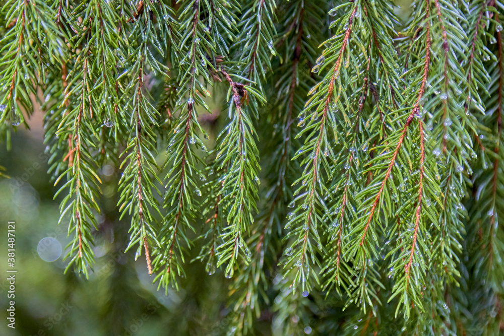 Fir-tree branches with rain drops and rays of sun Fir-tree branches with rain drops and rays of sun