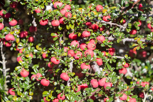 Plant of cotoneaster with red berries in a garden during summer © oceane2508