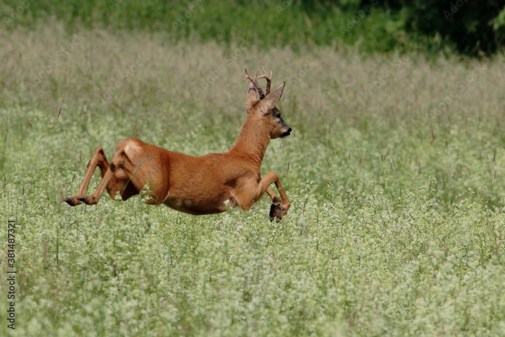 Young roe in a dynamic pose jumping over a meadow full of white flowers. Roe deer, Capreolus capreolus. Young roe in a dynamic pose jumping over a meadow full of white flowers. Roe deer, Capreolus capreolus.