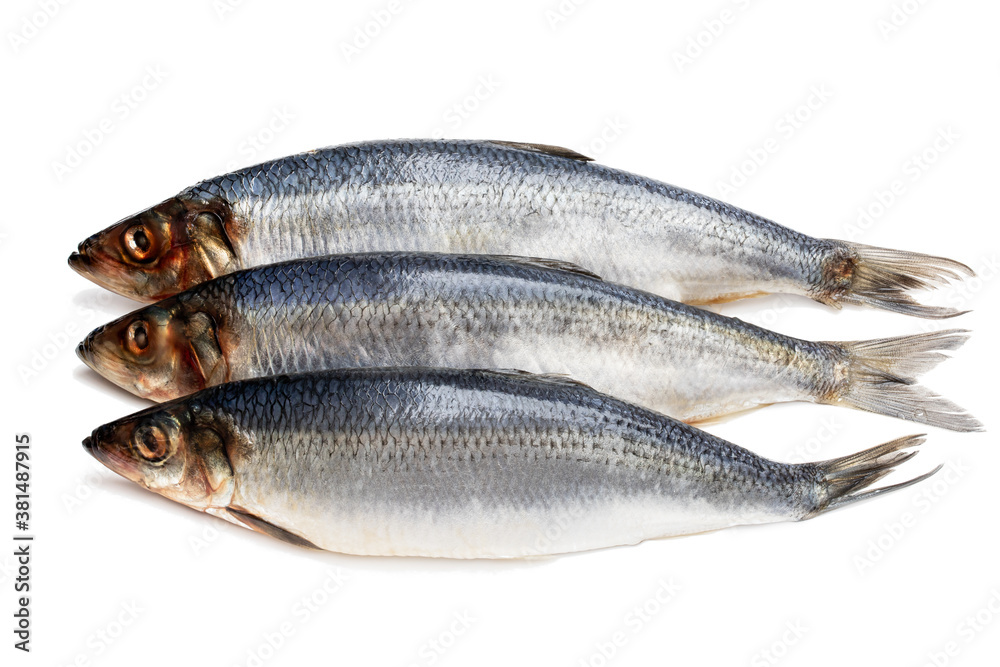 Set of fresh whole herring fish isolated on white Set of fresh whole herring fish isolated on white