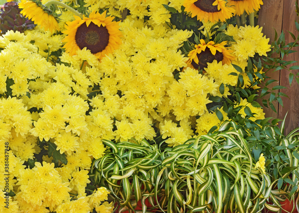 Flower arrangement with chrysanthemums.