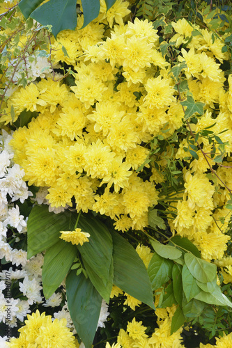 Obraz na płótnie Flower arrangement with chrysanthemums. w salonie