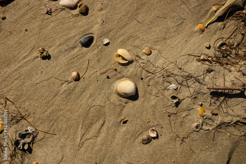 Conchas do mar na areia da praia 