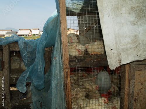 Chickens in unhygienic cage of domestic small farm - poultry farming concept