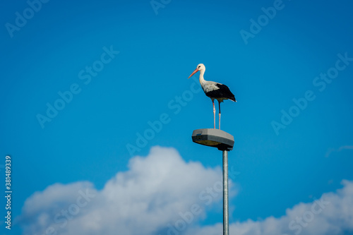 Stork is resting on a street lamp in late summer.