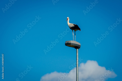 Stork is resting on a street lamp in late summer.