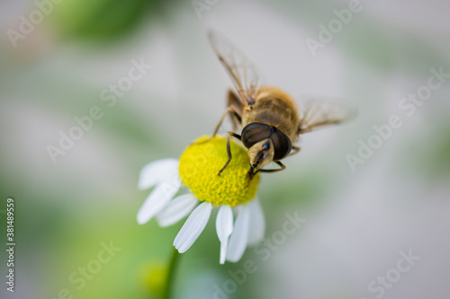 Fly on camomile blossom close up. © WI