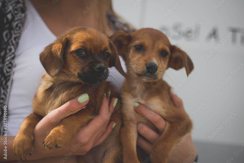Fototapeta Closeup shot of adorable puppies in a female's hands