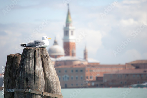 Photography Venice lagoon, seagull on a mooring post with blurred background of Venice from
