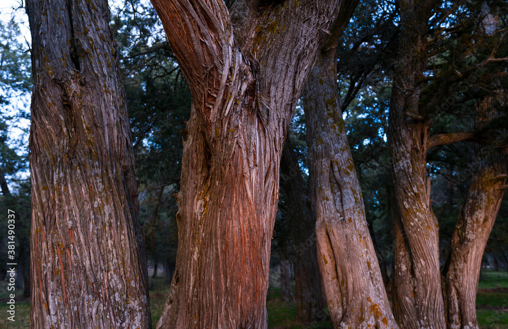 SABINA - SPANISH JUNIPER (Juniperus thurifera), Sabinar de Calatañazor, Soria province, Castilla y Leon, Spain, Europe