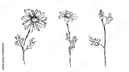 Hand drawn wild flower collection. Outline aster or chamomile with leaves painted by ink. Black isolated sketch vector on white background