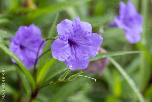Ruellia simplex commonly known as Mexican petunia