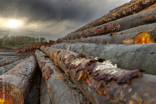 A stack of cut trees lays wet in a pile at a lumber yard after being logged from a forest