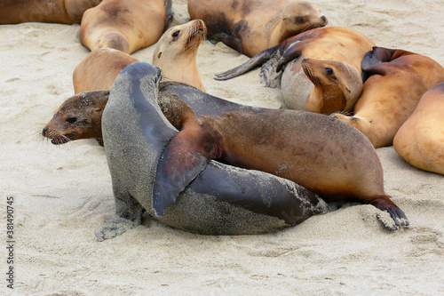I just need a hug   Sea lions on a beach.
