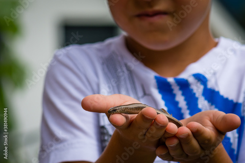 Young boy holding blindworm in his hand before releasing it in natural environment.