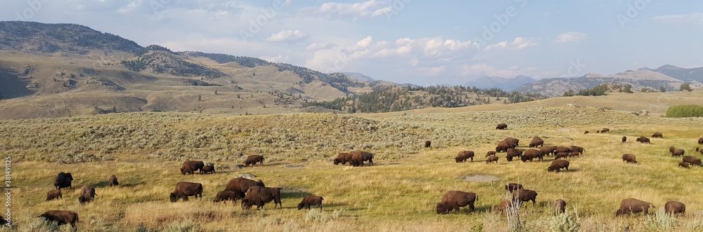 Bison herd
Buffalo herd
Bison
Buffalo
Wide Open Prairie
