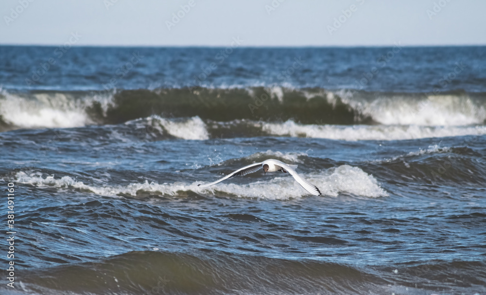 Obraz premium Fliegende Möwe über rauer See