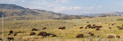 Bison herd Buffalo herd Bison Buffalo Wide Open Prairie