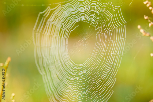 Big cowweb among blades in field in sun light at dawn. Spider's web in summer field in sun rays at dawn. photo