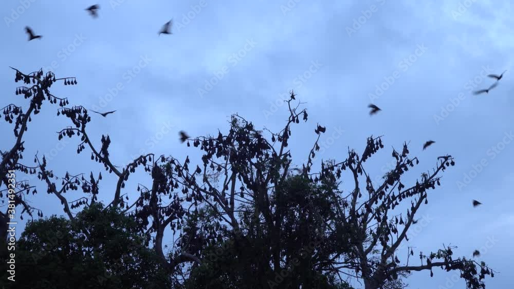 Swarms of bats fly and perch on tree branches before nightfall Swarms of bats fly and perch on tree branches before nightfall