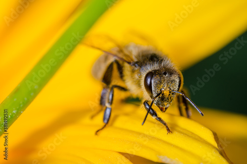 bee looks upright sitting on a yellow flower/bee pollinates yellow flower looking forward