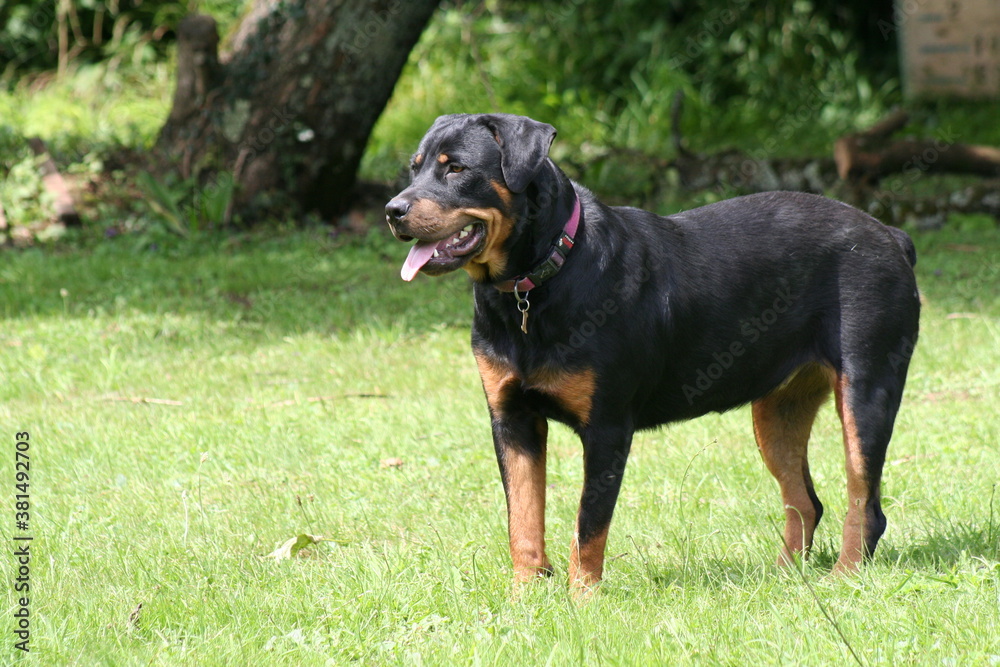 Rottweiler