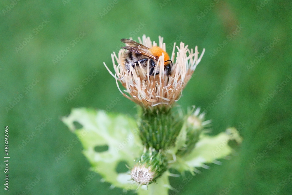 Working bee (apidae) on water thistle (Cirsium oleraceum) - macro photography Working bee (apidae) on water thistle (Cirsium oleraceum) - macro photography