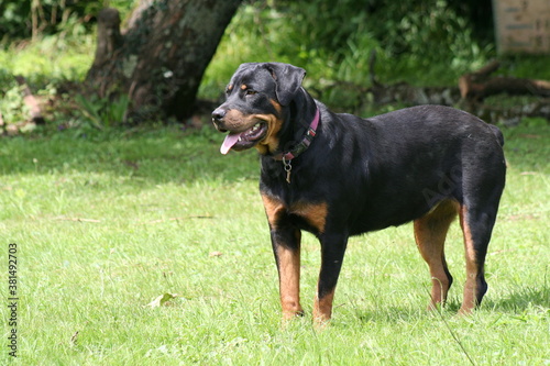 Rottweiler