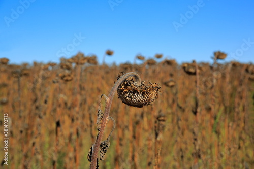 View of a field surrendered to drought. A sunflower field that dries out of thirst as a result of global climate change.