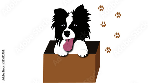 border collie dog