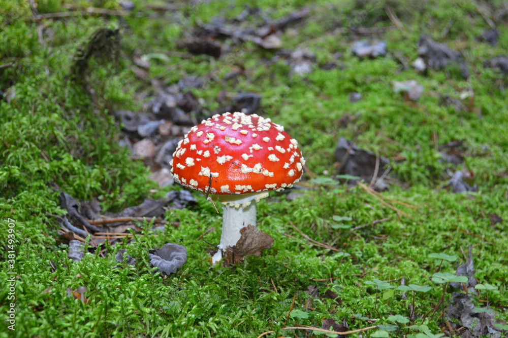 Amanita Muscaria in the Autumn Forest. Natural Background. Amanita Muscaria in the Autumn Forest. Natural Background.