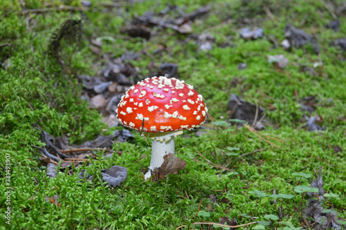 Amanita Muscaria in the Autumn Forest. Natural Background.
