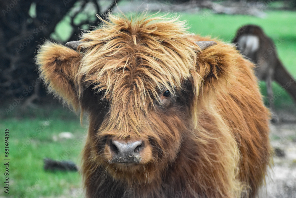 Scottish Highlander Cow