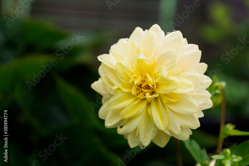 Dahlia flowers  blooming garden in summer  dark photo