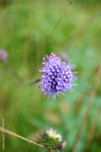 Macro photo of scabiosa (view from side) with natural green background