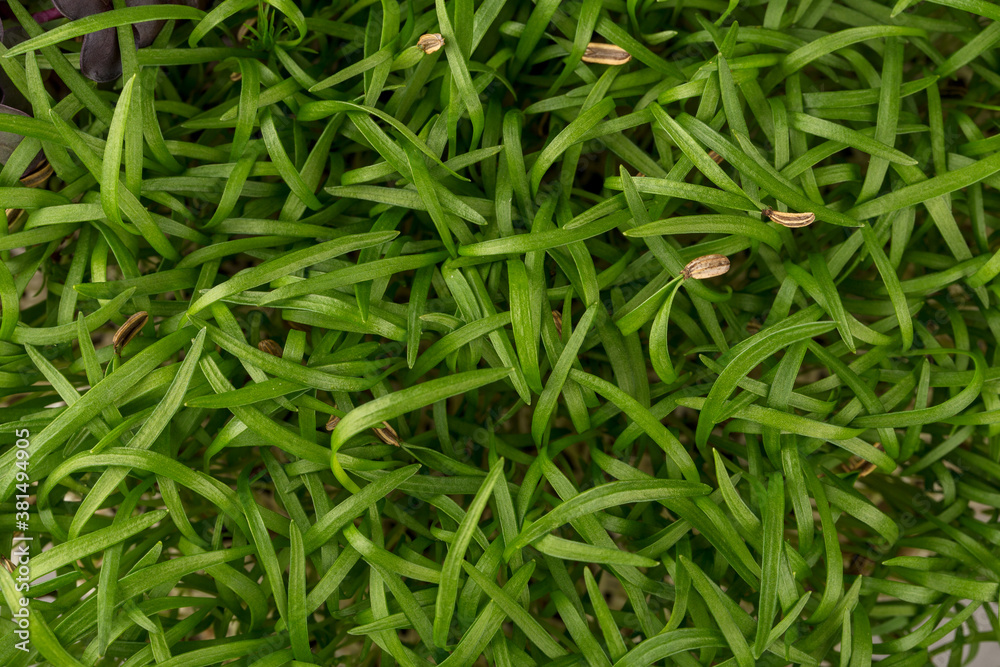 Micro greens sprouts of fennel, macro, top view. Concept of superfood and healthy organic food Micro greens sprouts of fennel, macro, top view. Concept of superfood and healthy organic food