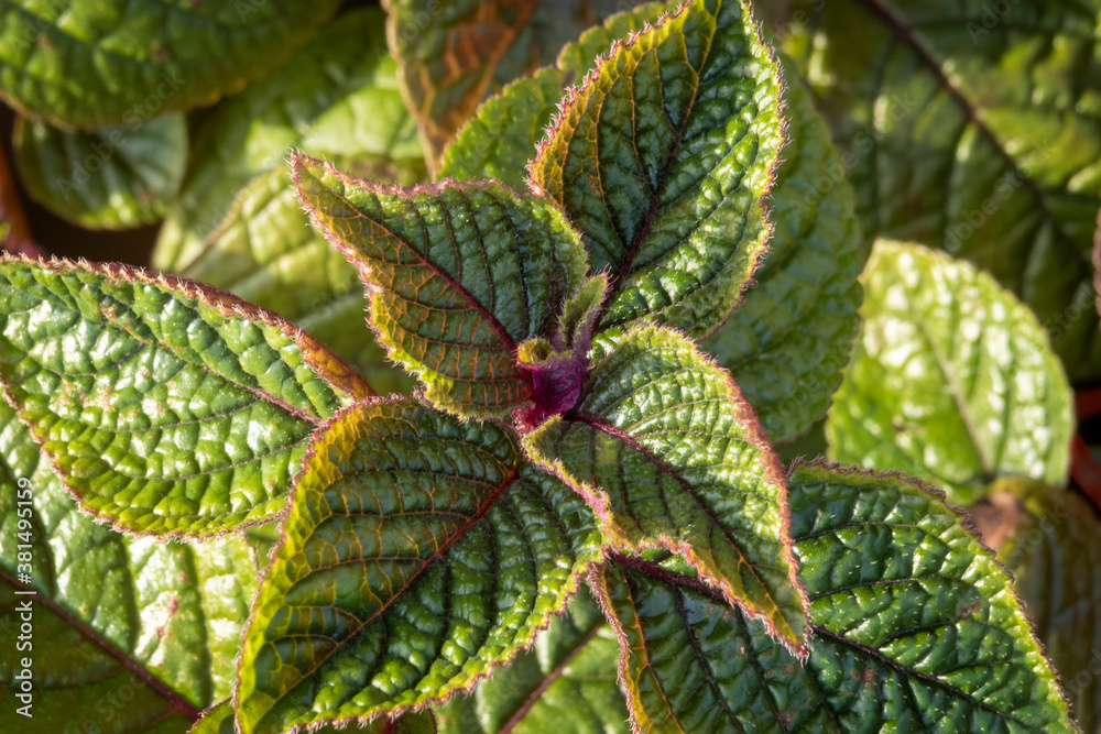 Green leaves with red veins. Top of decorative plant.