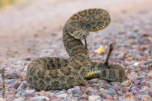 Prairie Rattle Snake on Ready