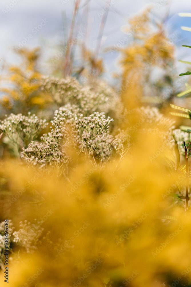 Fototapeta premium field of goldenrods