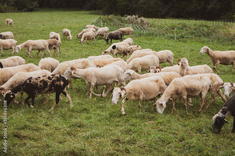 Flock of sheep on pasture. Herd of colorful sheep and lambs. Shaved sheep. Farmland background. Grazing muttons. Livestock concept. Cattle farm in France. Domestic ewes in the meadow. Flock of sheep on pasture. Herd of colorful sheep and lambs. Shaved sheep. Farmland background. Grazing muttons. Livestock concept. Cattle farm in France. Domestic ewes in the meadow.