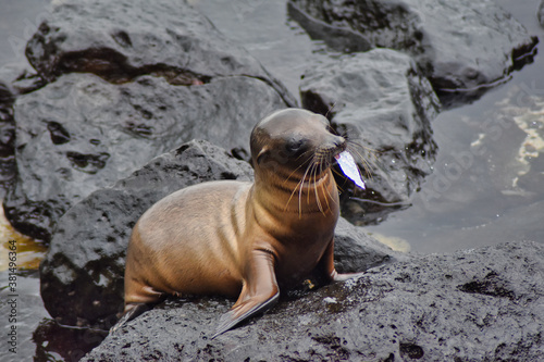 Leon marino de las islas Galapagos en Ecuador