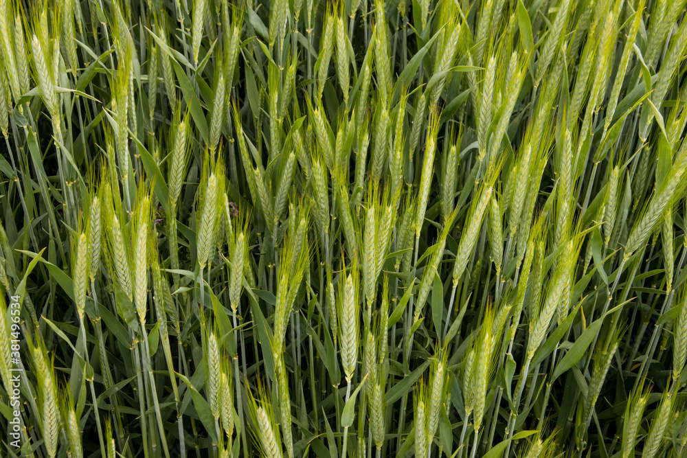 Fototapeta premium Grünes Getreide auf einem Feld