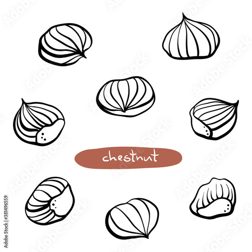 Chestnuts. Hand drawn black line sketch isolated on white background. Vector illustration