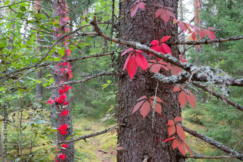 Fragment of a forest landscape. On the trunks of the pine trees, rising stems of ivy with bright red leaves are visible. Fragment of a forest landscape. On the trunks of the pine trees, rising stems of ivy with bright red leaves are visible.